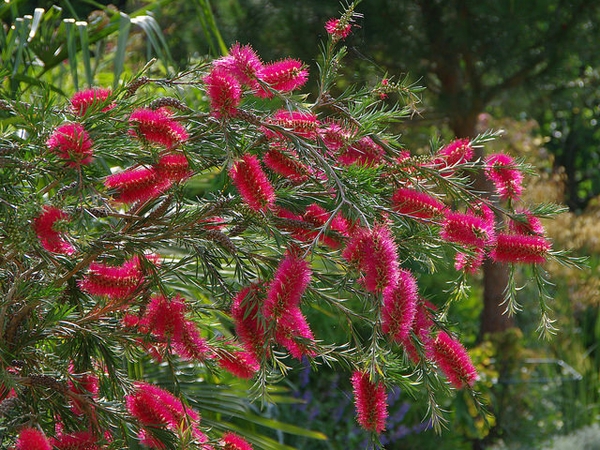 Flowering branch