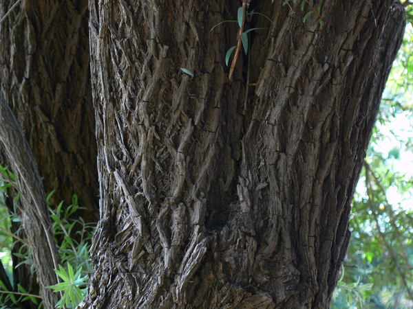 Bark