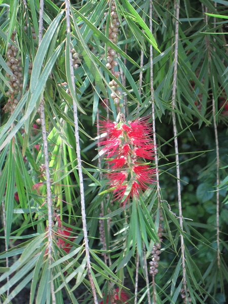 Branch