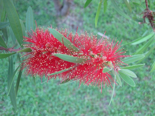 Close up of flower
