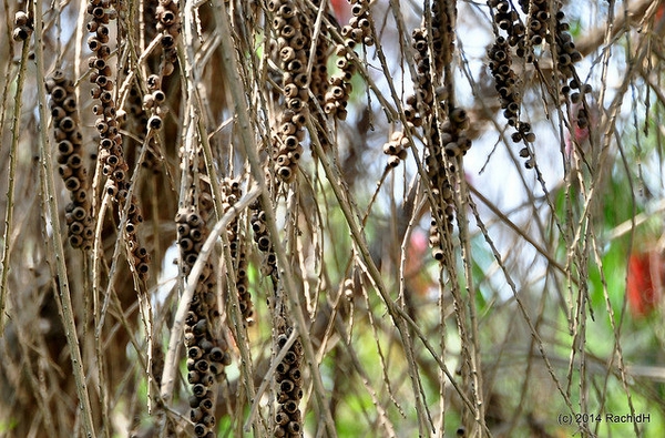 Fruit