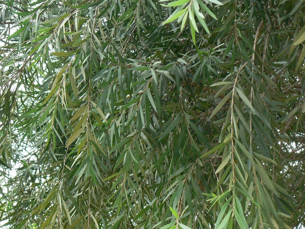Leaves