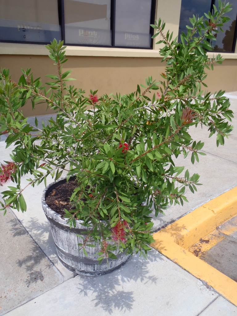 Melaleuca citrina