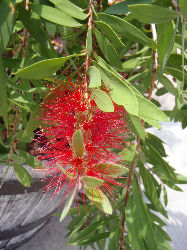 Melaleuca citrina