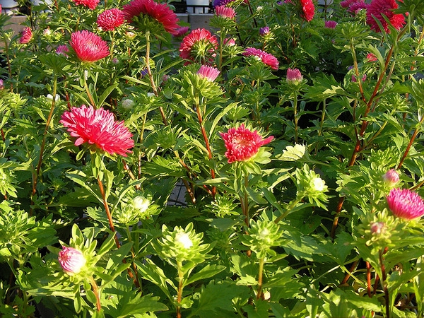 Callistephus chinensis