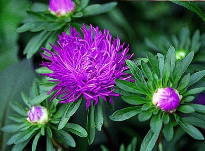 Callistephus chinensis