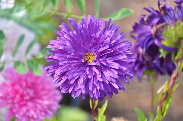 Callistephus chinensis