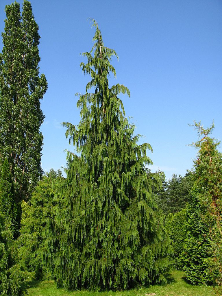 Form