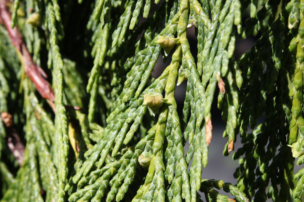 Leaves