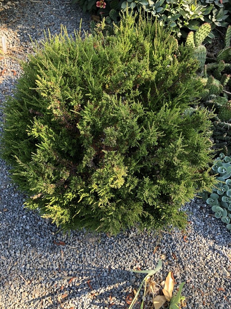 Heather Form - Wake Co. NC - JLBG