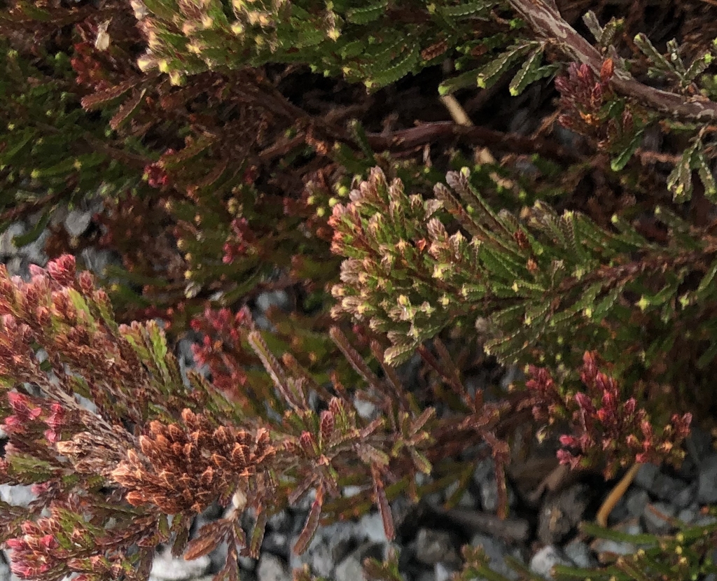 'Red Fred' Close up - Wake Co., NC