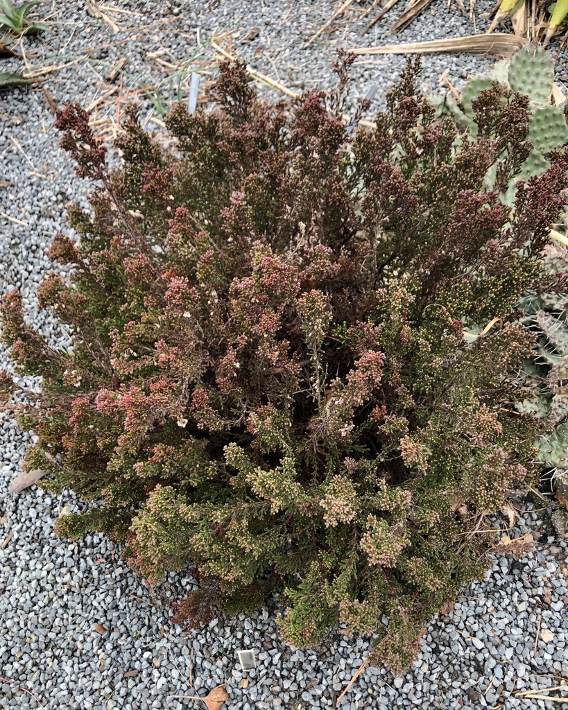 'Red Fred' Form - Wake Co., NC