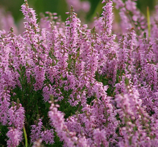 Lavender flowers.
