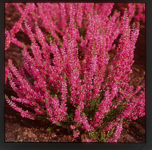 Showy, bright purple flowers
