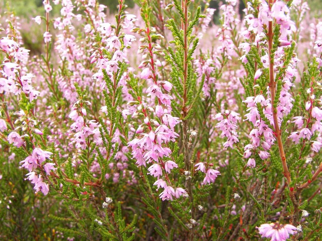 Flowers in clusters