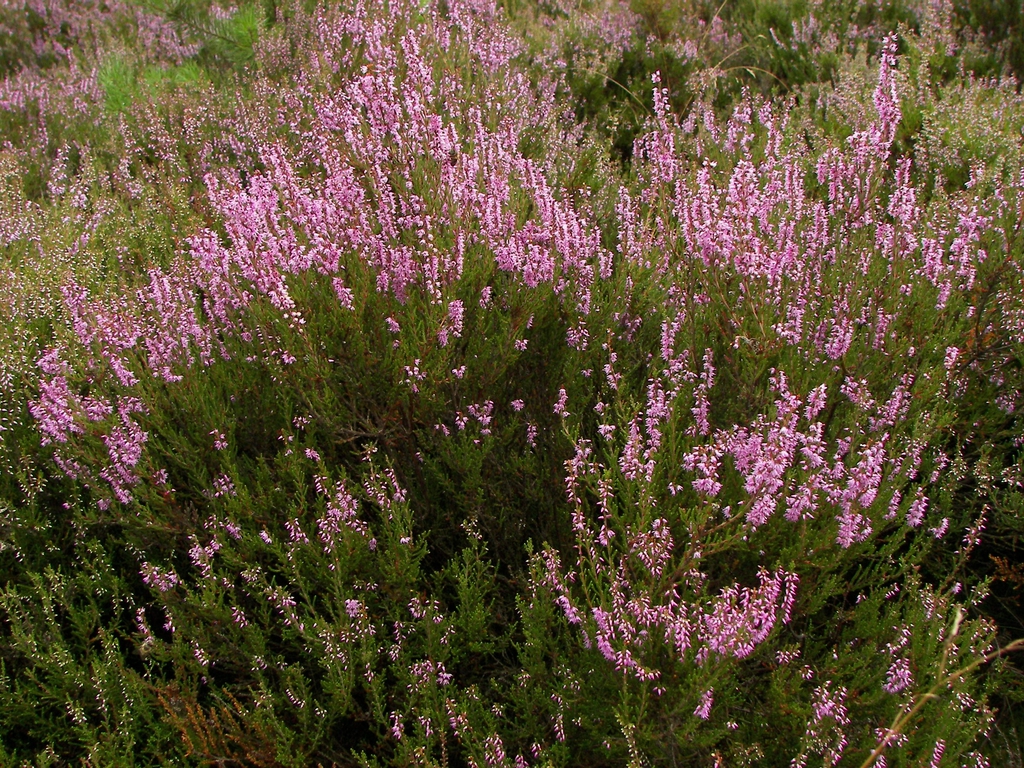 Form in bloom