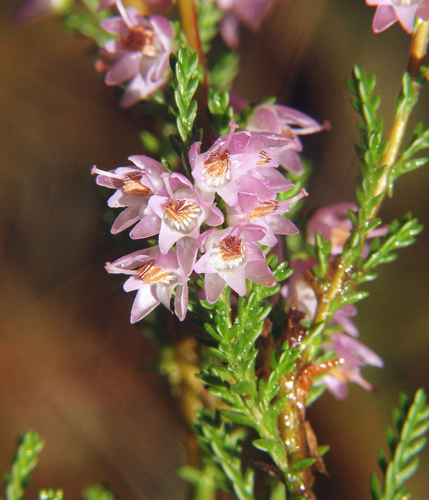 Flower detail