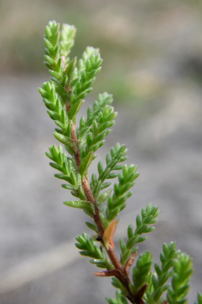 Smal leaves detail