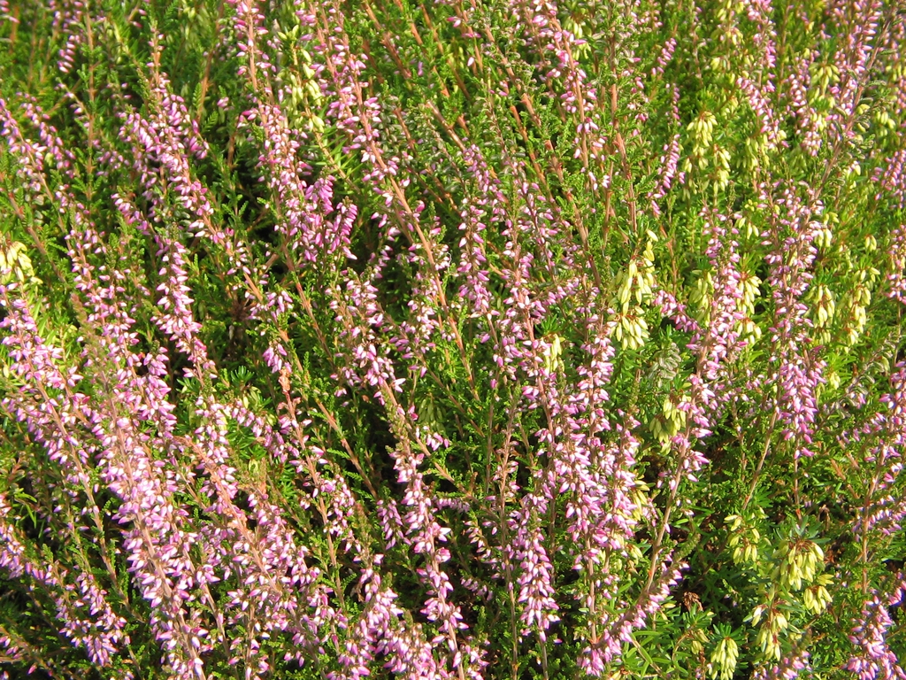 Form in bloom