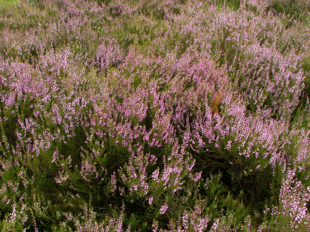 Form