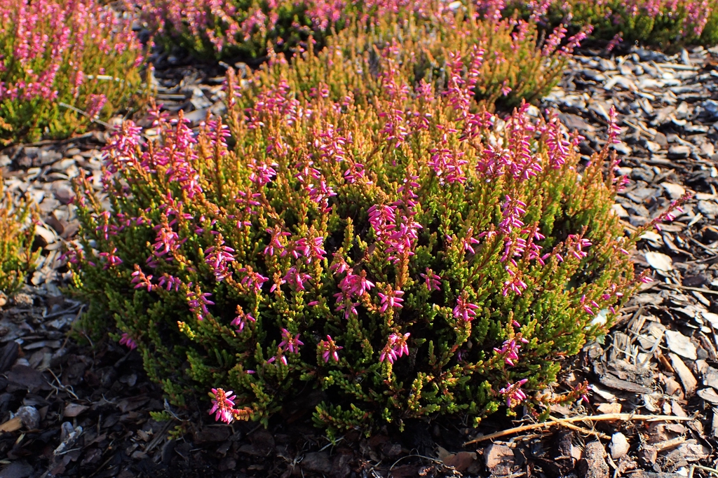 Calluna vulgaris