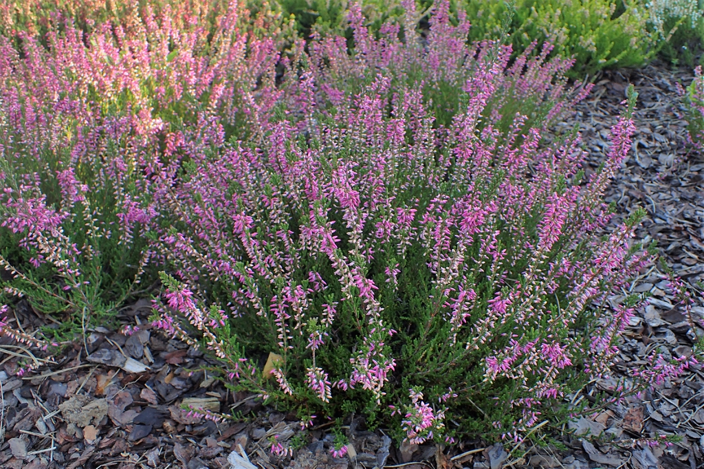 Form of 'Marleen'
