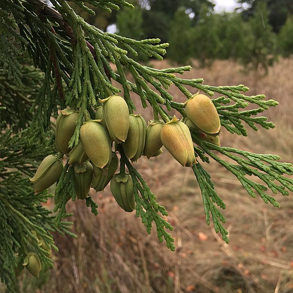 Calocedrus decurrens