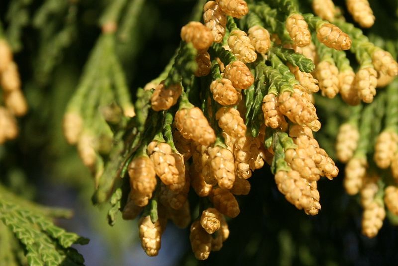 Calocedrus decurrens