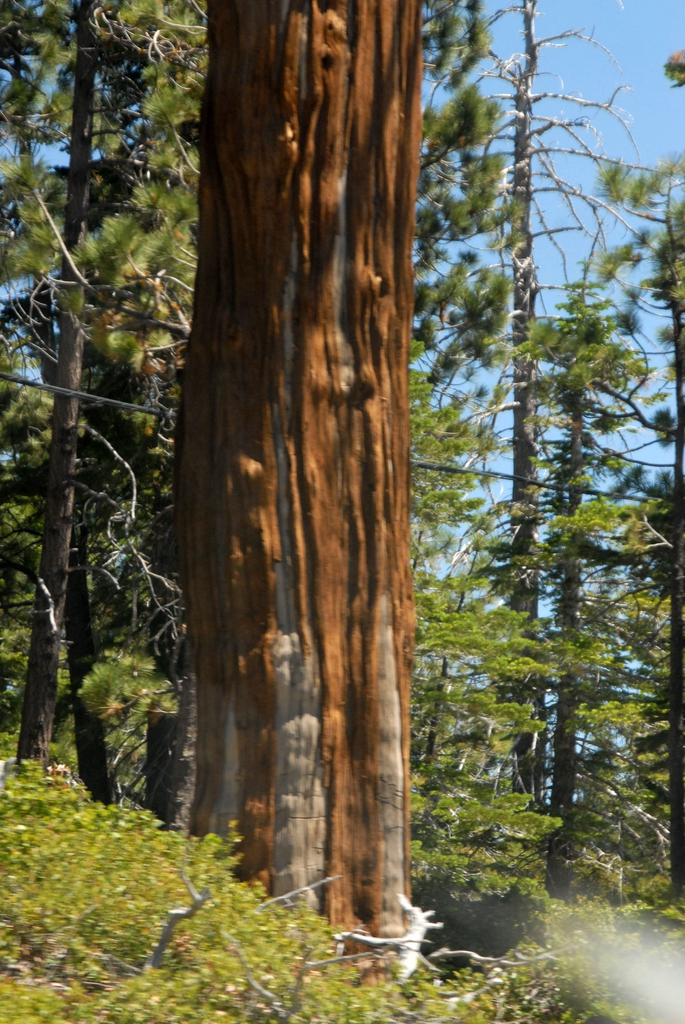 Calocedrus decurrens