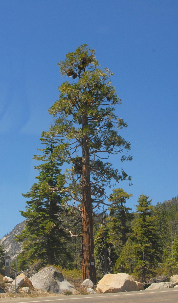 Calocedrus decurrens