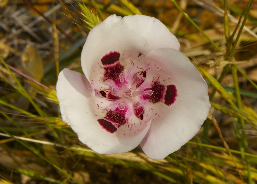 Calochortus argillosus