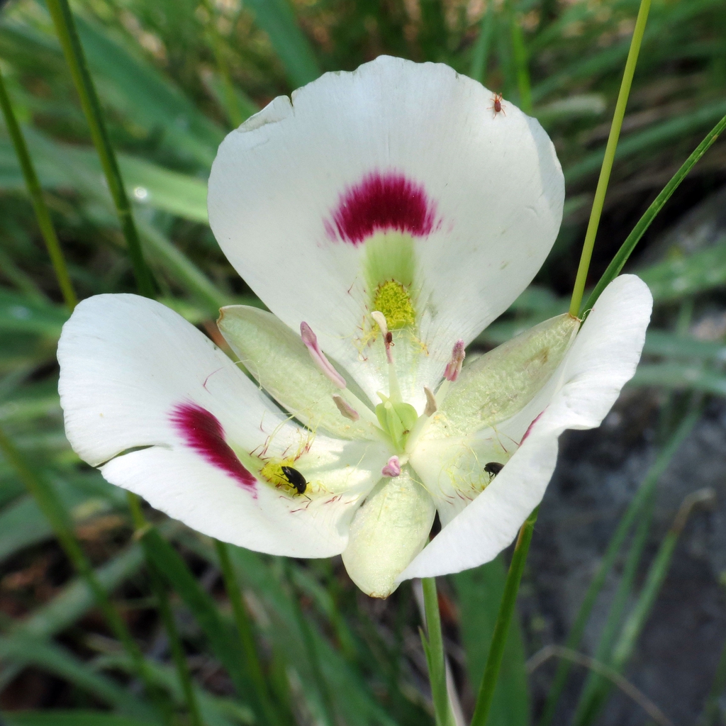 Calochortus eurycarpus
