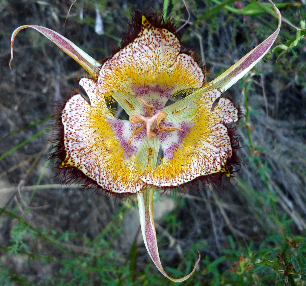 Calochortus fimbriatus