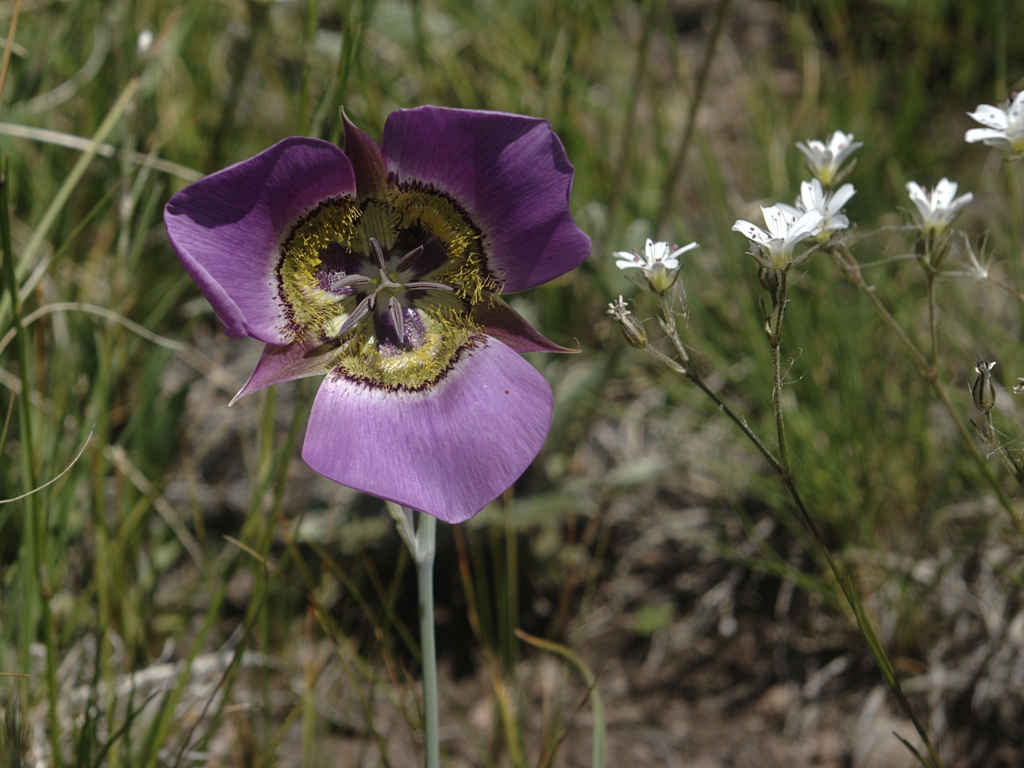 Form