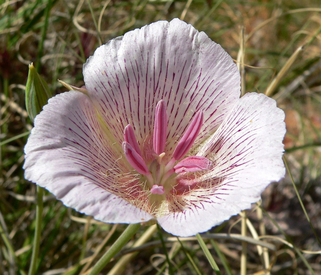 Calochortus striatus