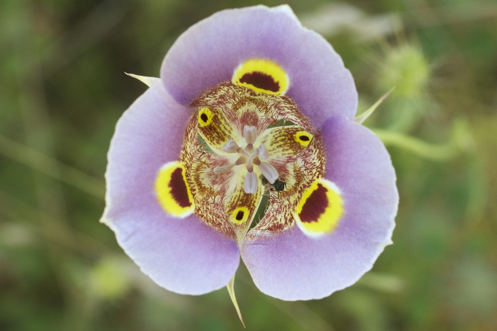 Calochortus superbus