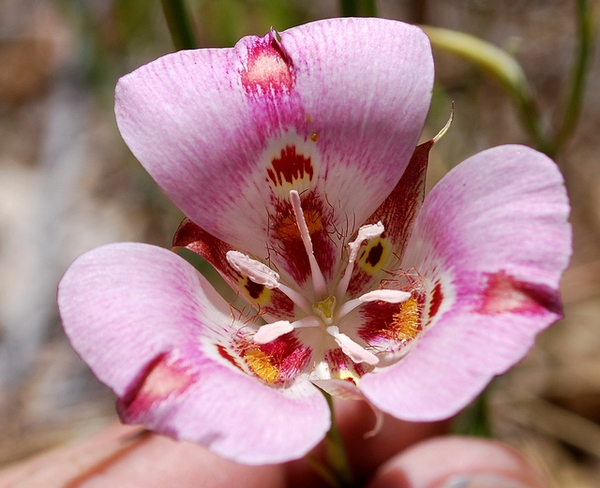 Calochotus venustus