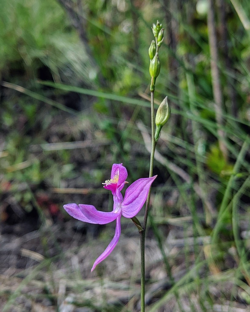Flower and buds