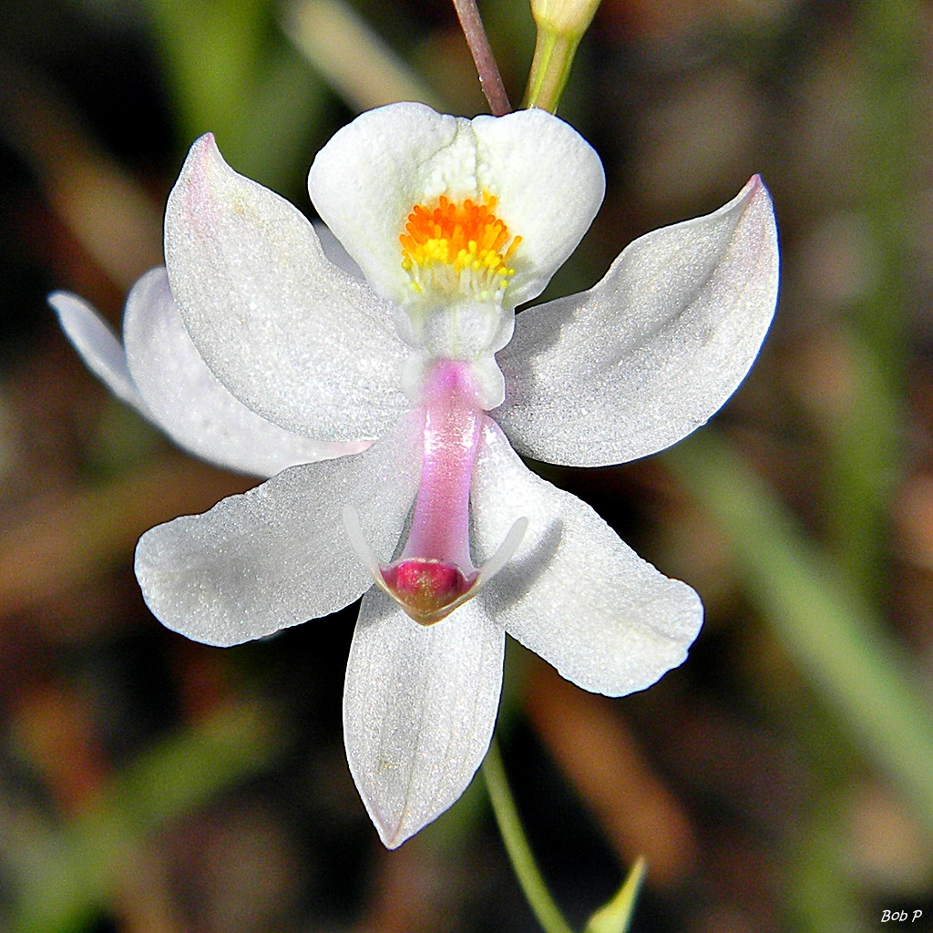 White flower
