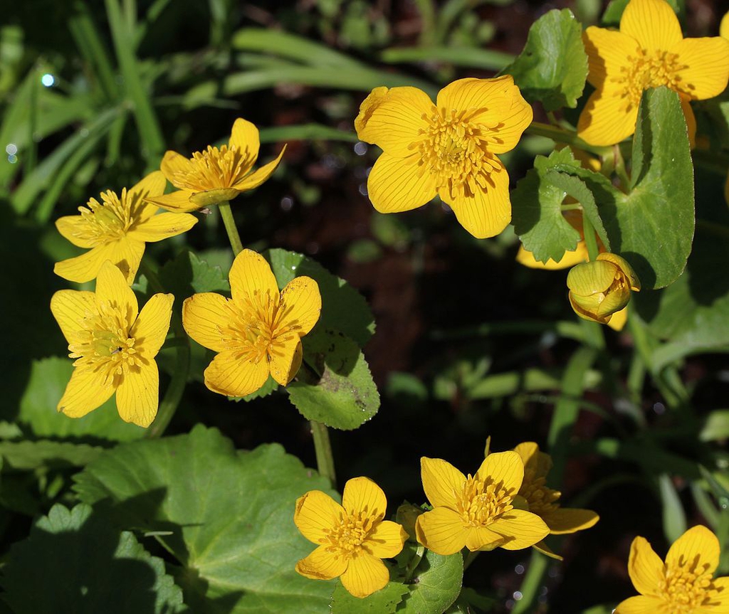Caltha palustris