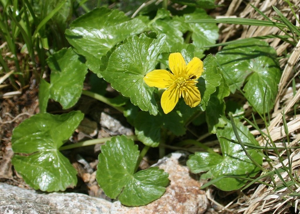 Caltha palustris