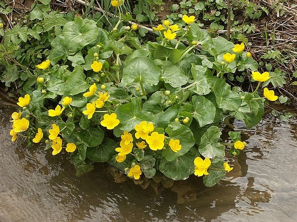 Caltha palustris