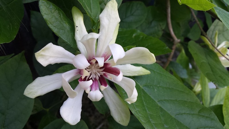 Single flower with many petals. Central part is red.