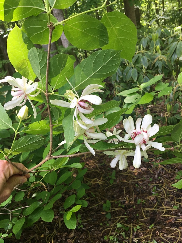 Leafy shoot with several white, many-petaled flowers.