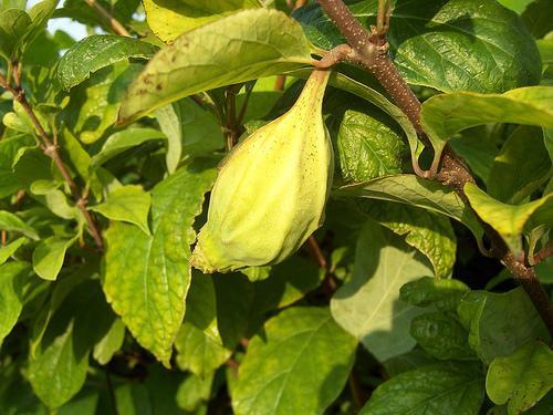 A green pendulous capsule