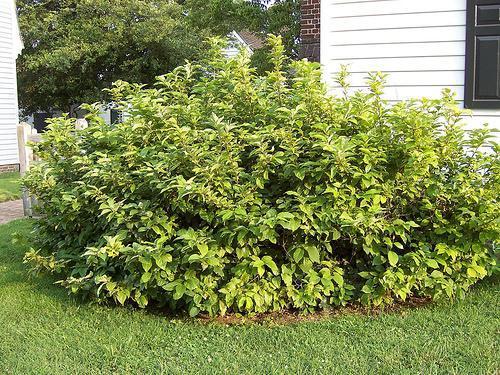 Large shrub with coarse leaves. Wider than tall.