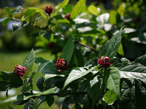 Foliage and dark red, many-petaled flowers.