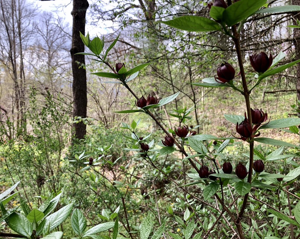 Shrub with opposite leaves & dark red flowers in axils.