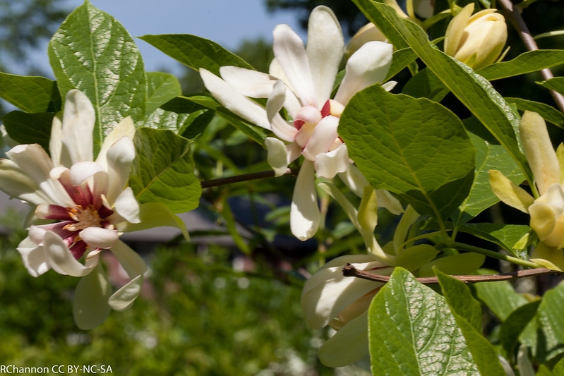Shrub with coarse foliage & large white flowers.