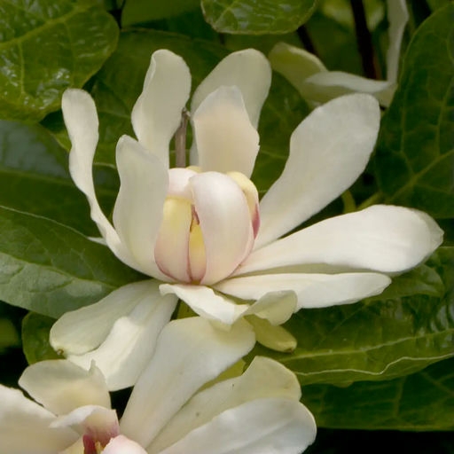 Flower closeup